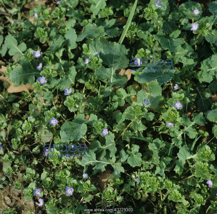 : Speedwell flowering in Oilseed Rape crop : Speedwell flowering in Oilseed Rape crop