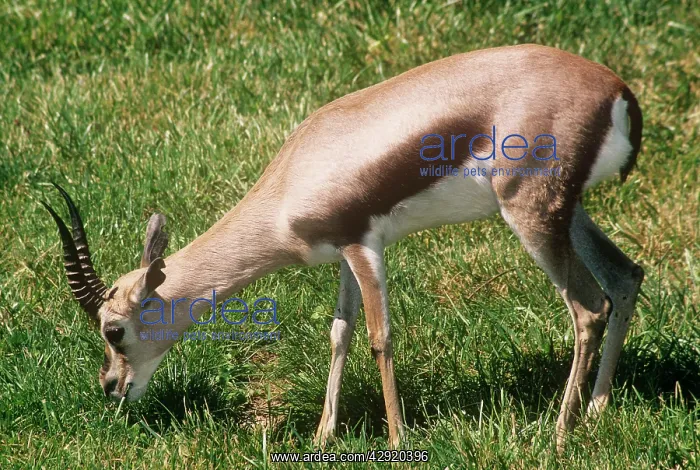  : Speke's Gazella - feeding