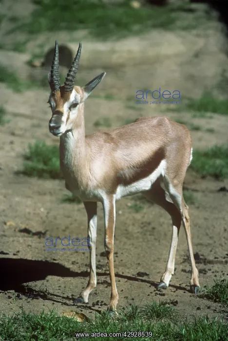 : Speke's Gazelle : Speke's Gazelle