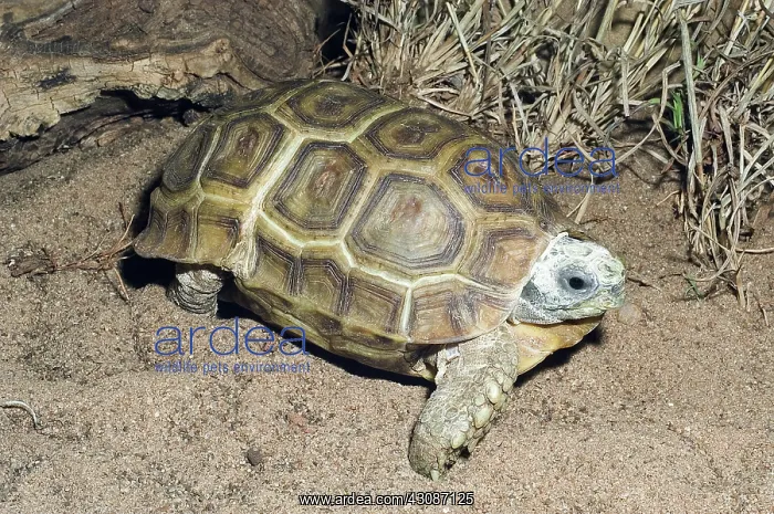 : Speke's Hinge-Back Tortoise : Speke's Hinge-Back Tortoise