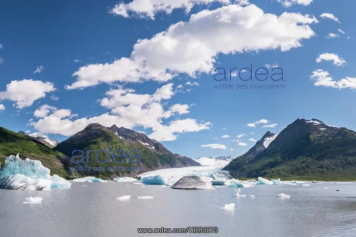 : Spencer Glacier, Glacial lake with icebergs, Chugach : Spencer Glacier, Glacial lake with icebergs, Chugach