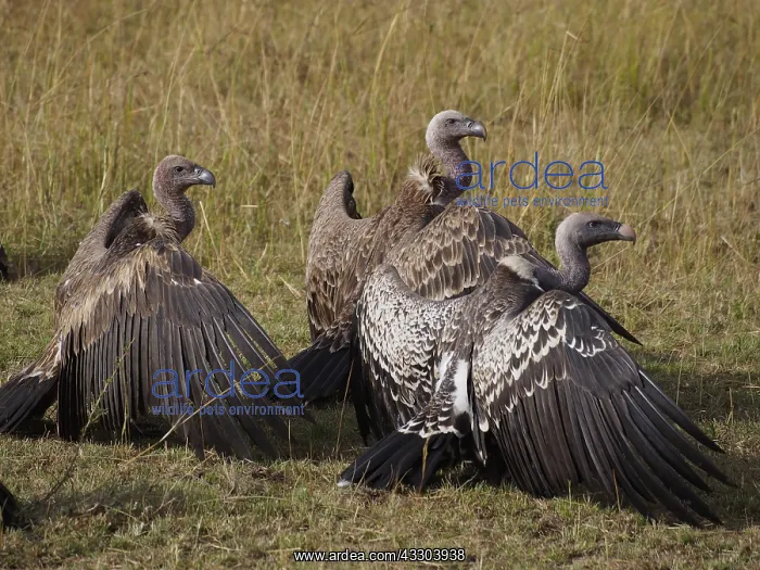 : Sperbergeier`s Griffon Vulture, Gyps : Sperbergeier`s Griffon Vulture, Gyps