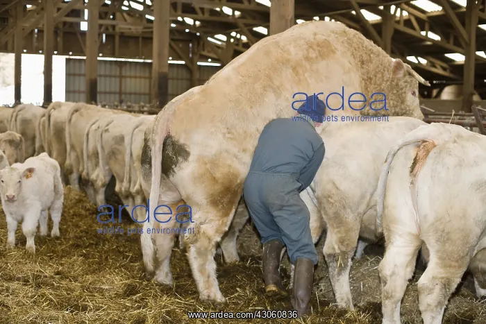 : Sperm sampling on a bull for quality analysis France : Sperm sampling on a bull for quality analysis France