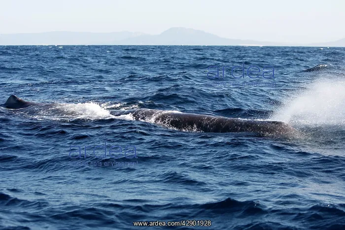 : Sperm Whale : Sperm Whale