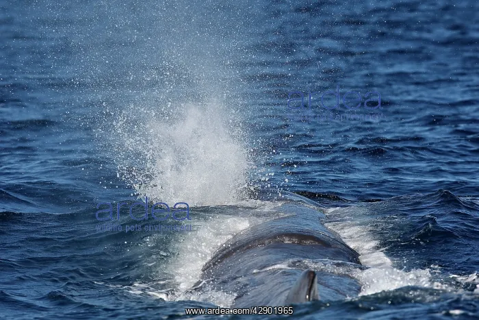: Sperm Whale : Sperm Whale