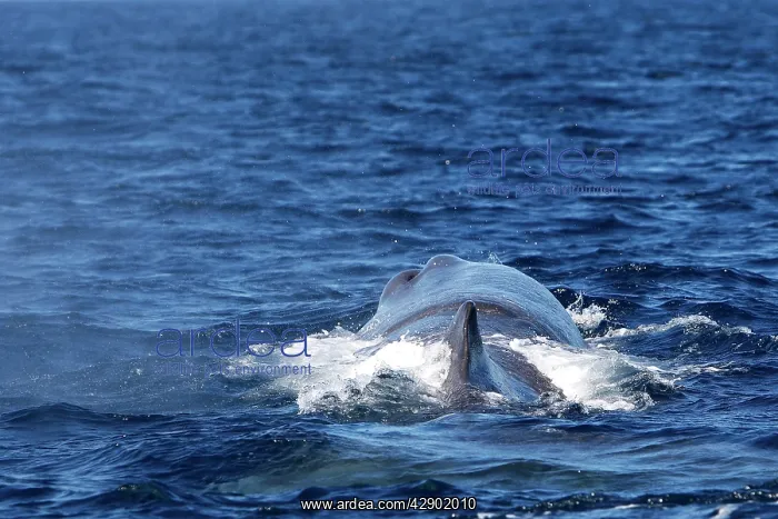 : Sperm Whale : Sperm Whale