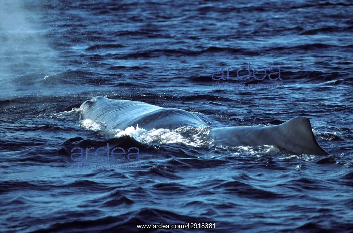 : Sperm whale : Sperm whale