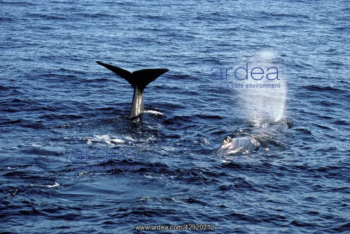 : Sperm whale : Sperm whale