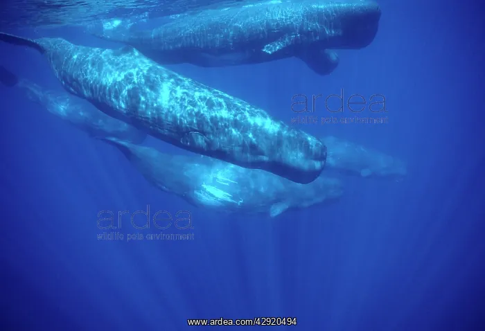 : Sperm whale : Sperm whale