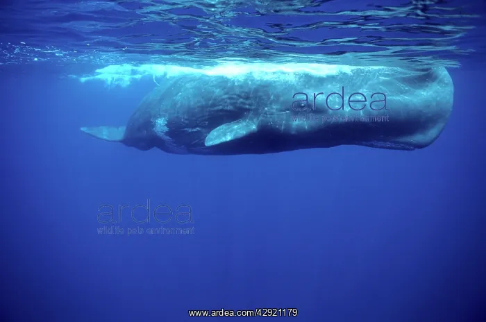 : Sperm whale : Sperm whale