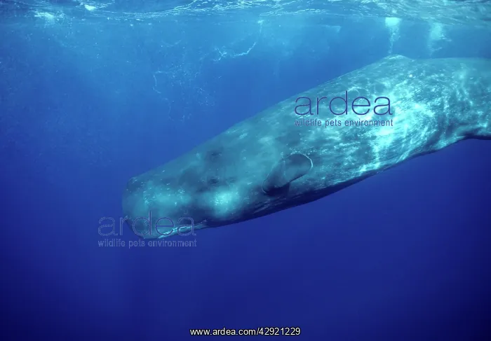 : Sperm Whale : Sperm Whale