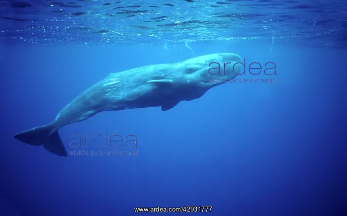 : Sperm whale : Sperm whale