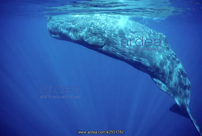 : Sperm whale : Sperm whale