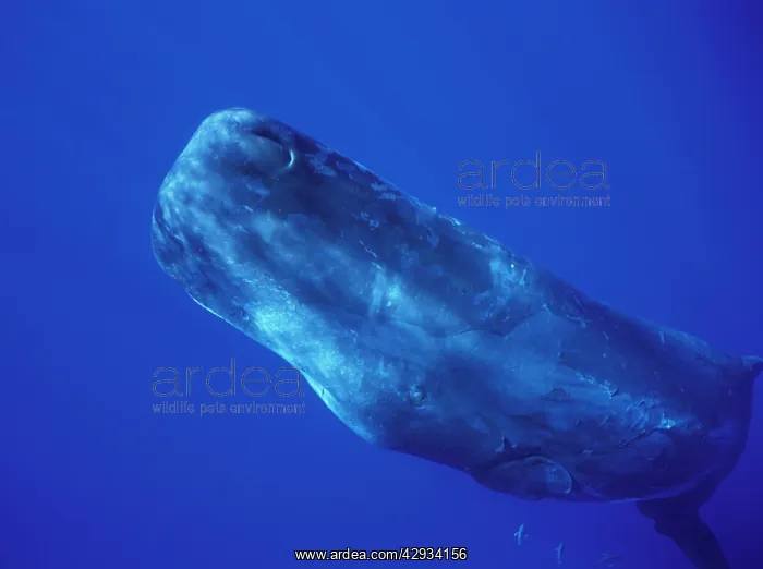 : Sperm Whale : Sperm Whale