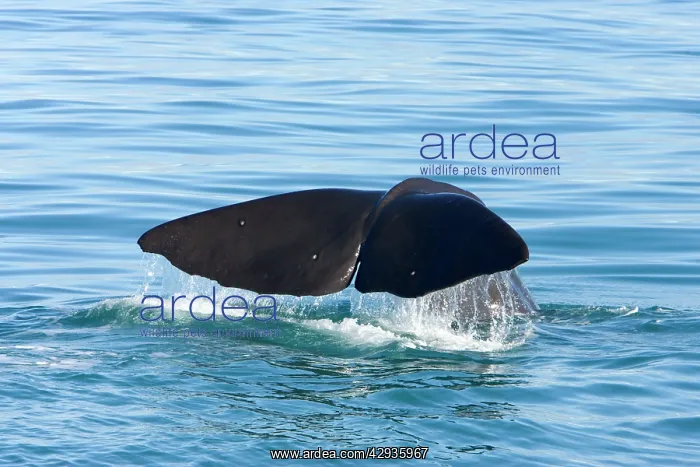 : Sperm whale : Sperm whale