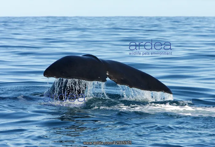  : Sperm whale