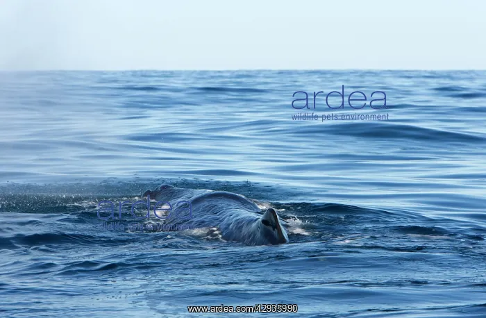 : Sperm whale : Sperm whale