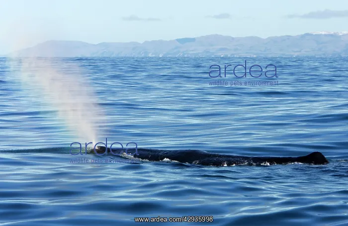 : Sperm whale : Sperm whale