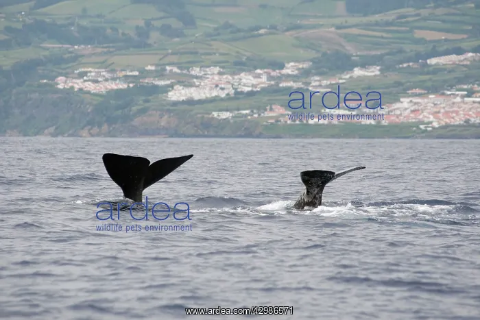 : Sperm Whale : Sperm Whale