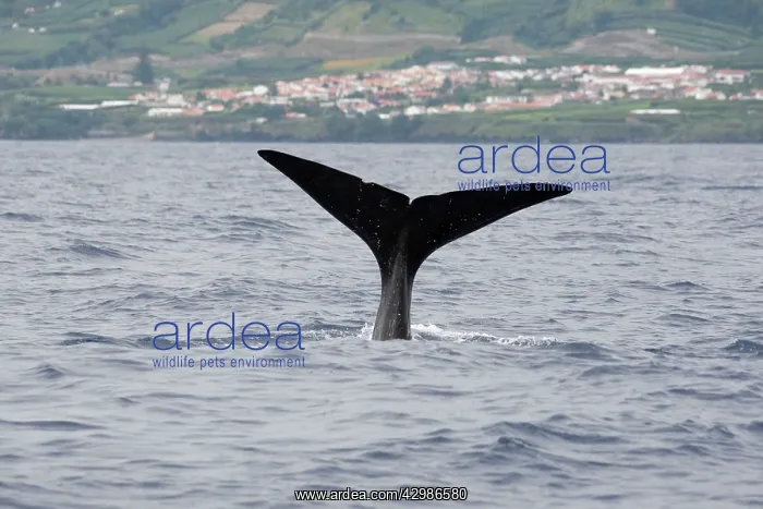 : Sperm Whale