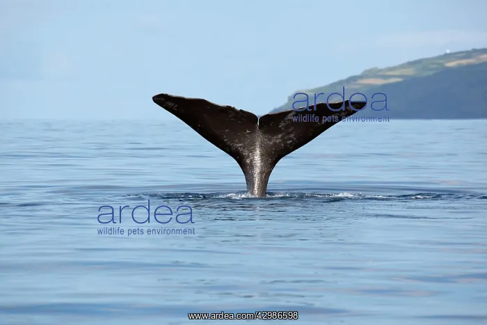 : Sperm Whale : Sperm Whale