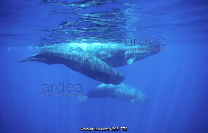 : Sperm whale - Adult and young : Sperm whale - Adult and young