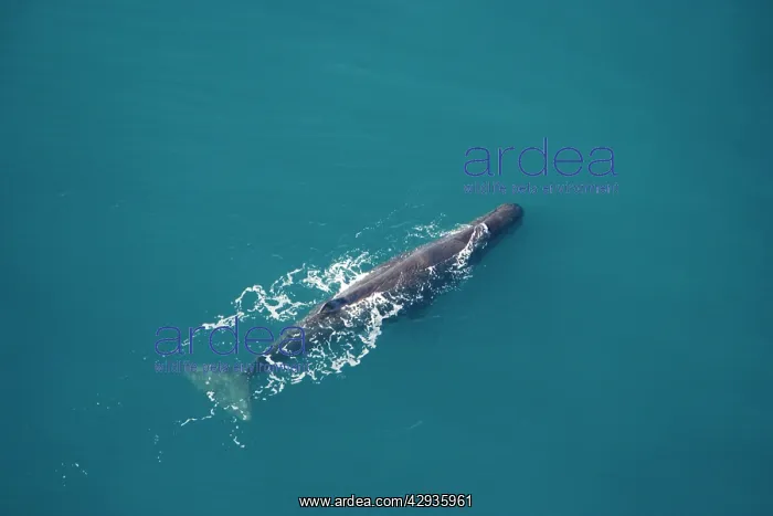 : Sperm whale - aerial view of an adult male : Sperm whale - aerial view of an adult male