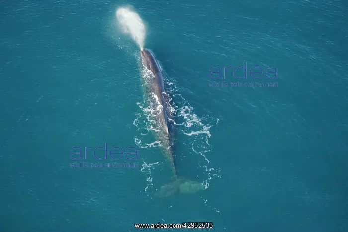 : Sperm whale - aerial view of an adult male : Sperm whale - aerial view of an adult male