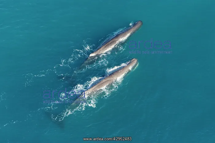 : Sperm whale - aerial view of two adult males : Sperm whale - aerial view of two adult males