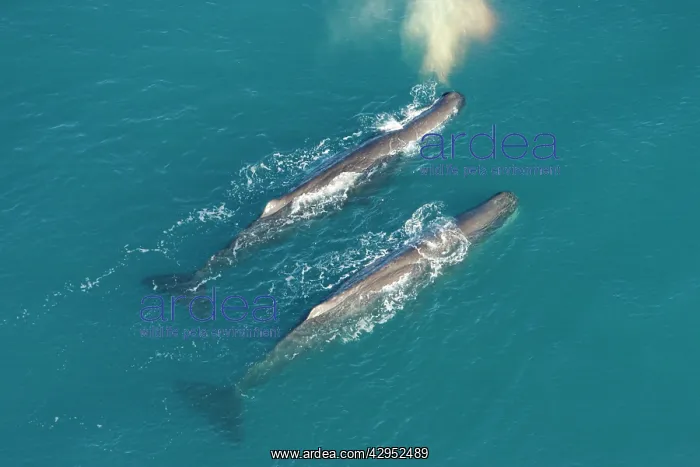 : Sperm whale - aerial view of two adult males : Sperm whale - aerial view of two adult males