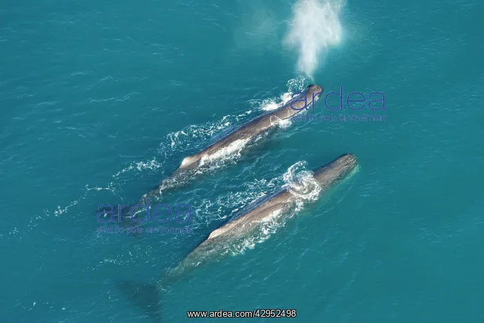 : Sperm whale - aerial view of two adult males : Sperm whale - aerial view of two adult males