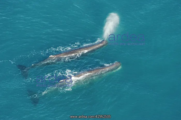 : Sperm whale - aerial view of two adult males : Sperm whale - aerial view of two adult males