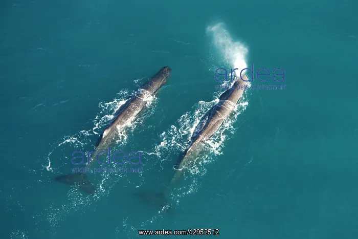: Sperm whale - aerial view of two adult males : Sperm whale - aerial view of two adult males