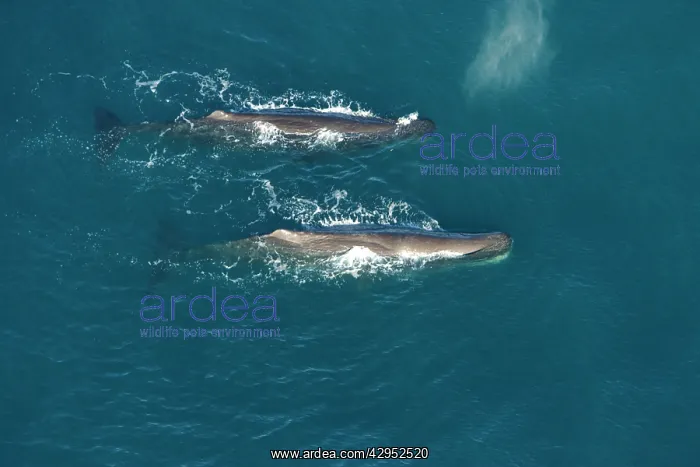 : Sperm whale - aerial view of two adult males : Sperm whale - aerial view of two adult males