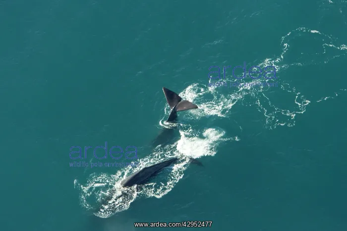 : Sperm whale - aerial view of two adult males diving : Sperm whale - aerial view of two adult males diving