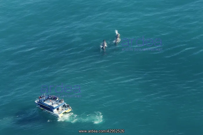  : Sperm whale - aerial of whale watching vessel approaching