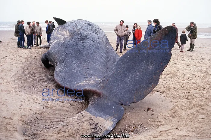  : SPERM WHALE - beached