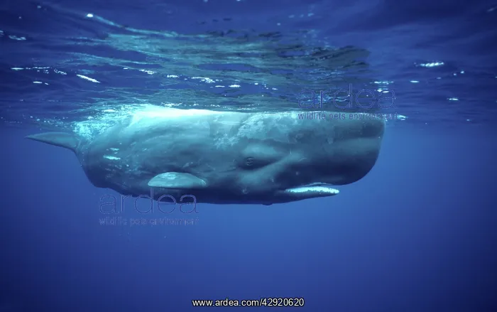 : Sperm WHALE - full body underwater : Sperm WHALE - full body underwater