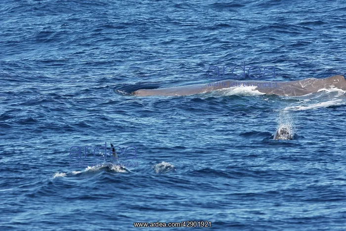 : Sperm Whale with Bottlenose Dolphin (Tursiops truncatus) : Sperm Whale with Bottlenose Dolphin (Tursiops truncatus)