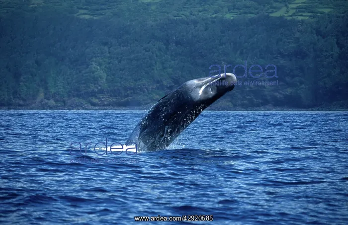 : Sperm Whale - breaching : Sperm Whale - breaching