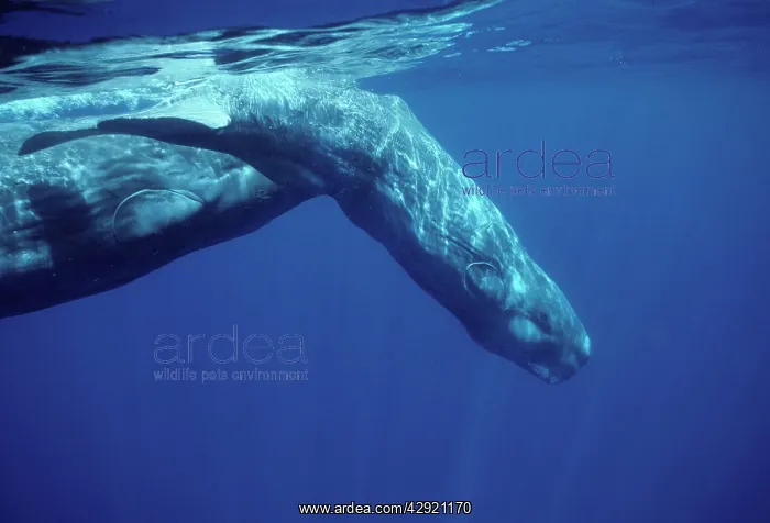 : Sperm whale - Calf, diving in front of its mother : Sperm whale - Calf, diving in front of its mother