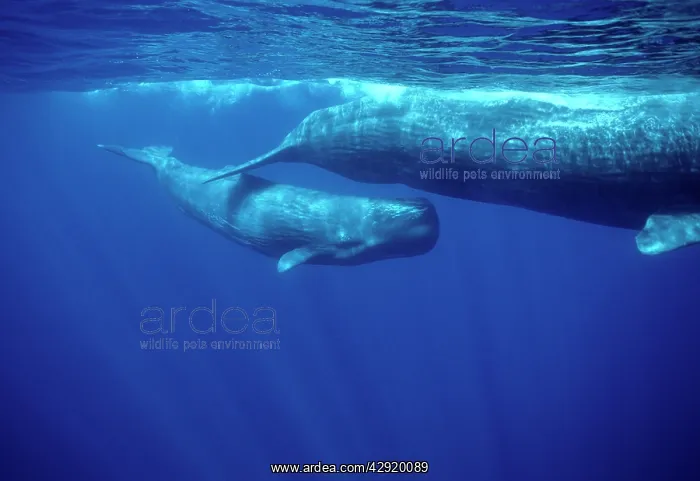 : Sperm WHALE - Calf swimming under mother : Sperm WHALE - Calf swimming under mother