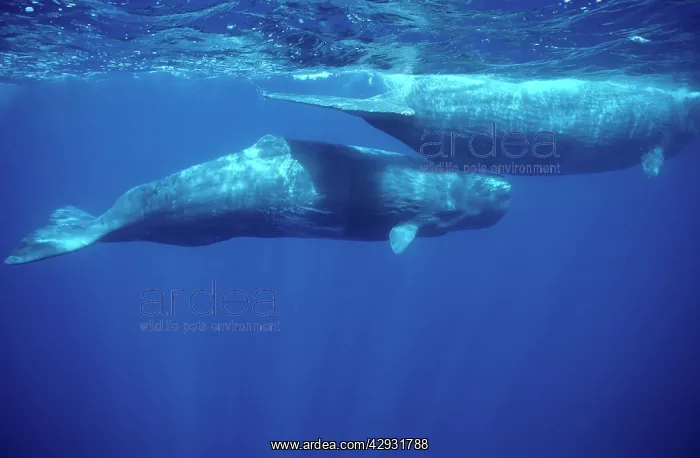 : Sperm whale - Calf swimming under mother's tail : Sperm whale - Calf swimming under mother's tail