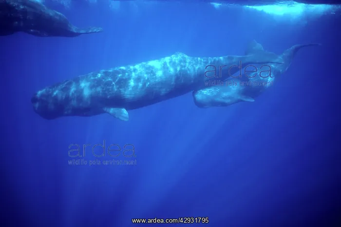 : Sperm whale - Calf swimming under mother's tail : Sperm whale - Calf swimming under mother's tail
