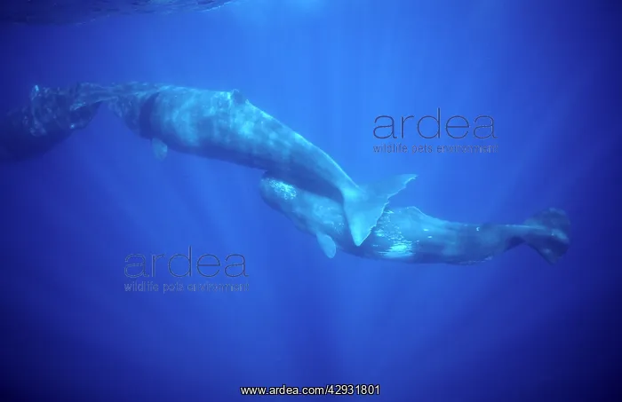 : Sperm whale - Calf swimming under mother's tail : Sperm whale - Calf swimming under mother's tail