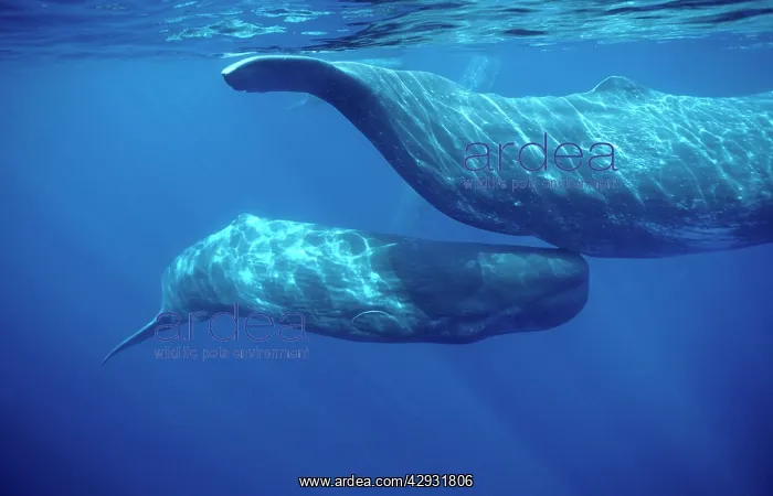 : Sperm whale - Calf swimming under mother's tail : Sperm whale - Calf swimming under mother's tail