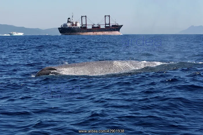 : Sperm Whale - with cargo ship in background : Sperm Whale - with cargo ship in background