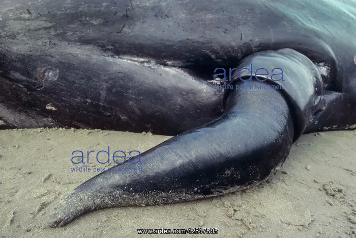 : Sperm Whale - close-up of penis : Sperm Whale - close-up of penis