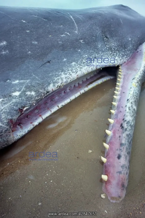: Sperm Whale - close-up of teeth - dead specimen on the beach : Sperm Whale - close-up of teeth - dead specimen on the beach