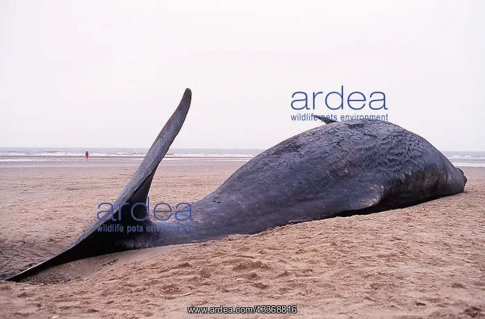 : SPERM WHALE - dead, on beach : SPERM WHALE - dead, on beach